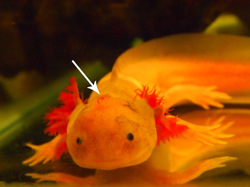 Help!!! Why is my axolotls slime coat flaking off, plz tell me how to help  it, my other axolotls look fine and the sick one is acting normal and is  eating and