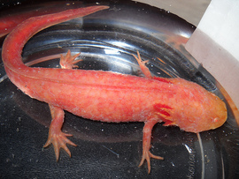 golden red axolotl in bowl
